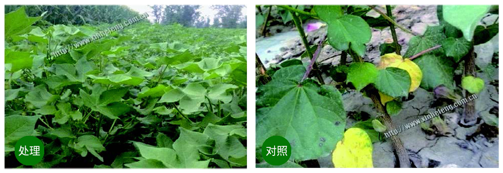 領先生物創(chuàng)新型生防菌劑熒保素應用案例 領先生物創(chuàng)新型生防菌劑熒保素應用案例