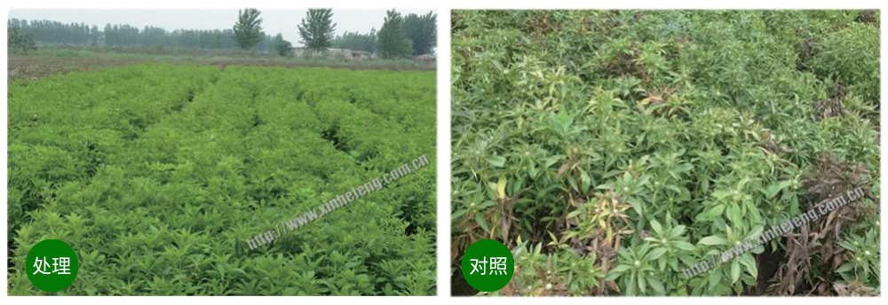 領先生物創(chuàng)新型生防菌劑熒保素應用案例 領先生物創(chuàng)新型生防菌劑熒保素應用案例